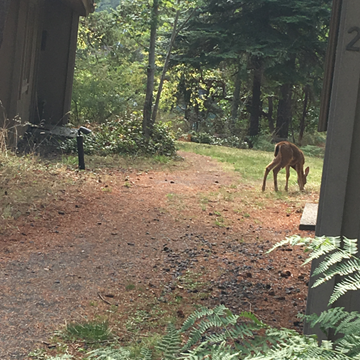 Deer at Friday Harbor